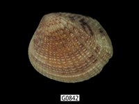 藏品(厚殼縱簾蛤)的圖片